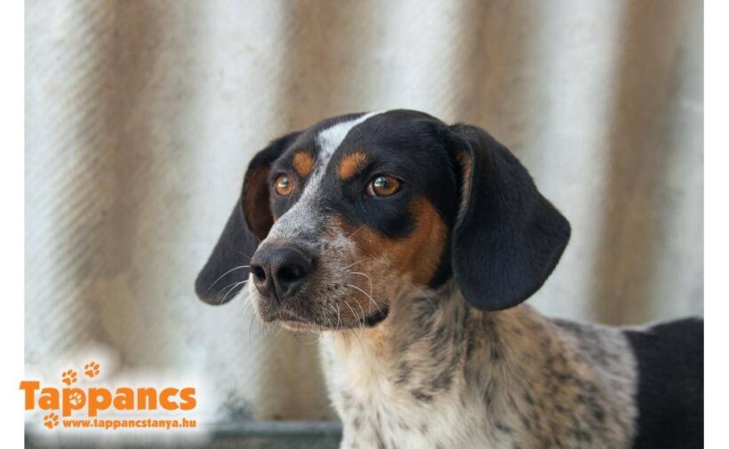 Füles 7 ♥ vermittelt an Nothilfe für Hunde in Österreich ♥