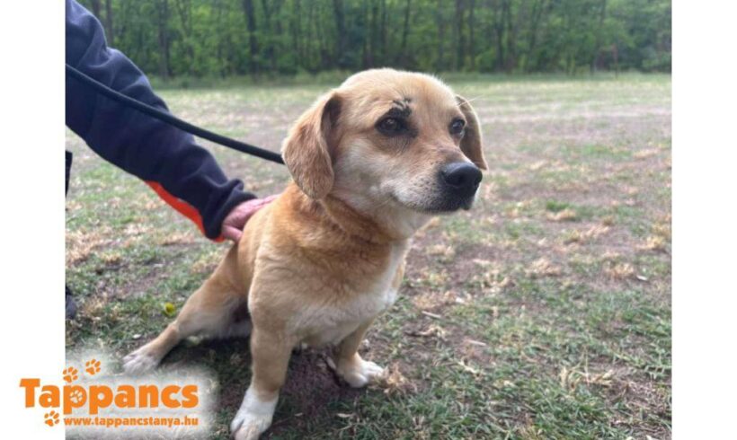 Gomboc 6 ♥ vermittelt ♥