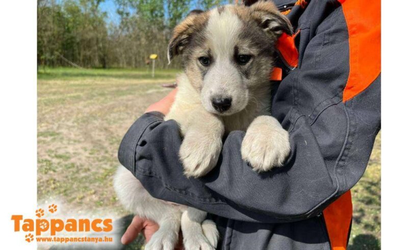 Kiki 3 ♥ vermittelt an Nothilfe für Hunde in Österreich ♥