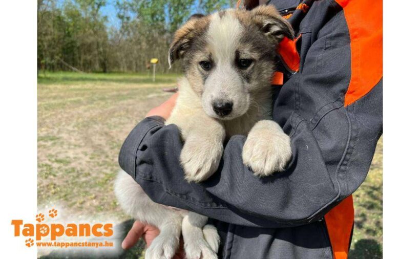 Kiki 3 ♥ vermittelt an Nothilfe für Hunde in Österreich ♥