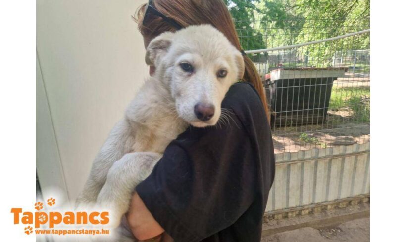 Kokusz 3 ♥ vermittelt an Nothilfe für Hunde in Österreich ♥