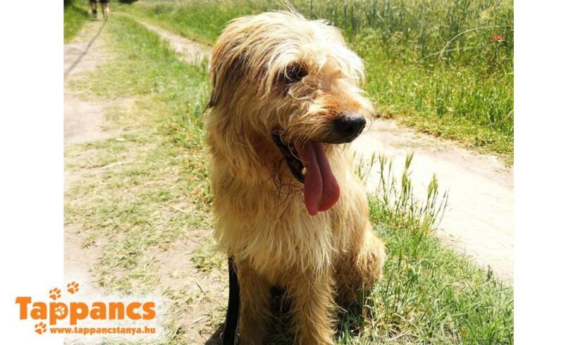 Mazsi 3 ♥ vermittelt an Nothilfe für Hunde in Österreich ♥