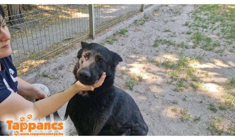 Vodka ♥ vermittelt an Nothilfe für Hunde in Österreich ♥