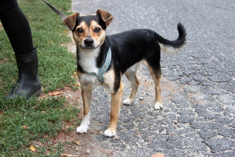 Houdini 2 ♥ vermittelt an Nothilfe für Hunde in Österreich ♥ Houdini 2 ♥ vermittelt an Nothilfe für Hunde in Österreich ♥