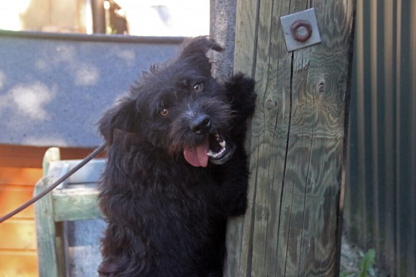 Perec 3 +++in Ungarn vermittelt+++