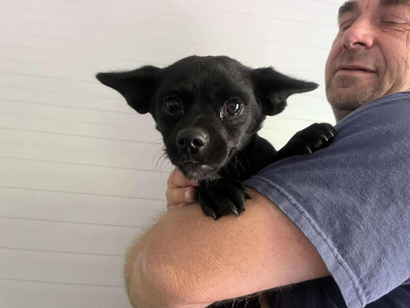 Pottom Panna ♥ vermittelt ♥