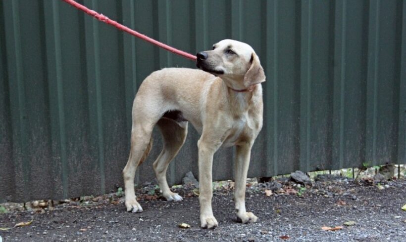 Vidor +++in Ungarn vermittelt+++