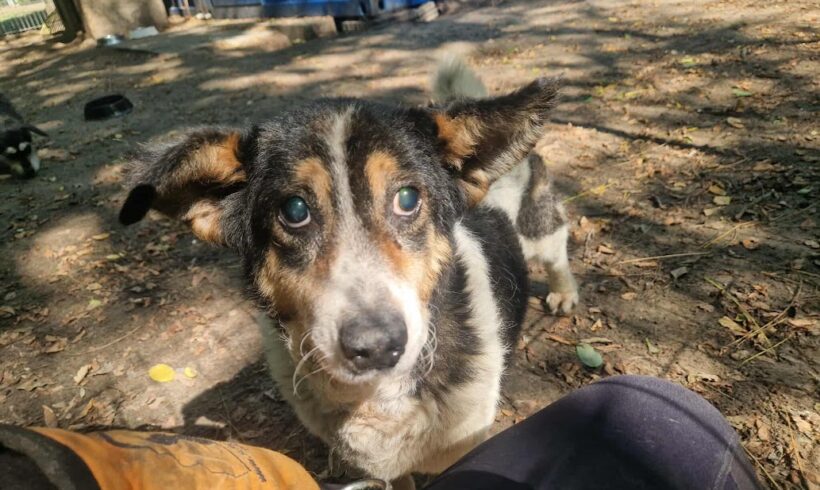 Topi 3 !! NOTFALL !! Gnadenplatz gesucht ♥ vermittelt ♥ er sucht zum 18.10. Ausreise- und Transportpaten ♥DANKE FRAU OBERSCHEIDT!!!