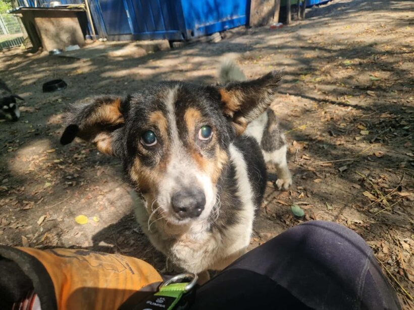 Topi 3 !! NOTFALL !! Gnadenplatz gesucht ♥ vermittelt ♥ er sucht zum 18.10. Ausreise- und Transportpaten ♥DANKE FRAU OBERSCHEIDT!!!