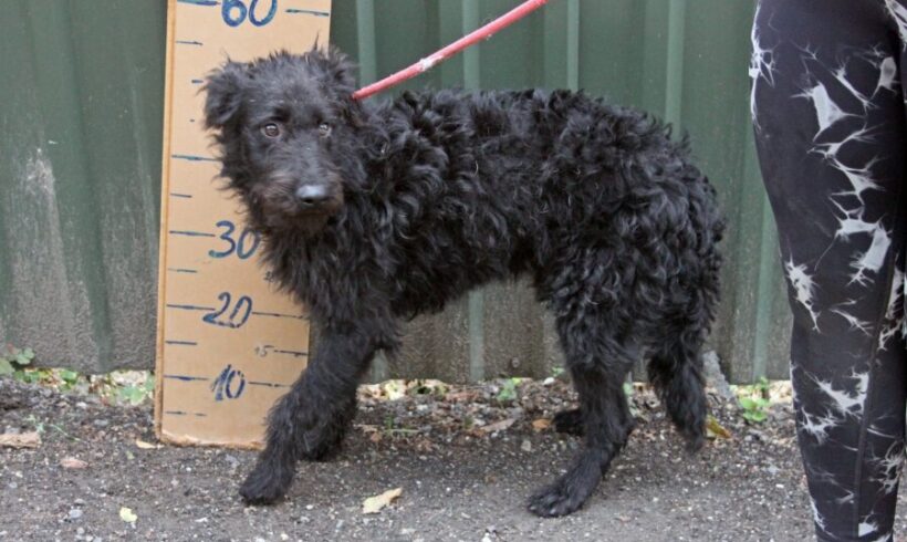 Suba +++in Ungarn vermittelt+++