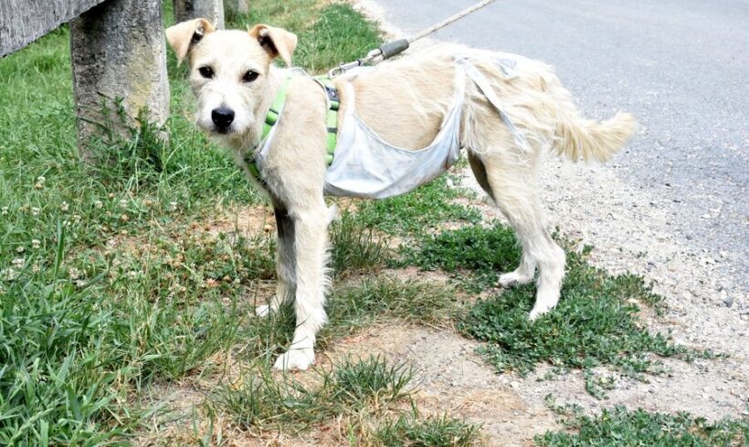 Baby +++vermittelt an das TH Dillenburg RT 18.10.25!!! Sucht Transportpaten!!!