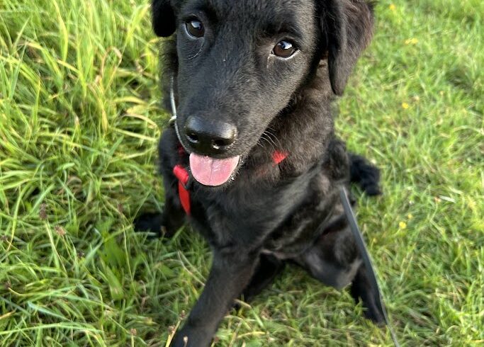 Csillam ♥ auf PS in 91056 Erlangen ♥vermittelt ♥