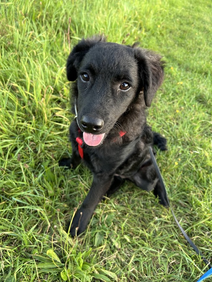 Csillam ♥ auf PS in 91056 Erlangen ♥vermittelt ♥ Csillam ♥ auf PS in 91056 Erlangen ♥vermittelt ♥