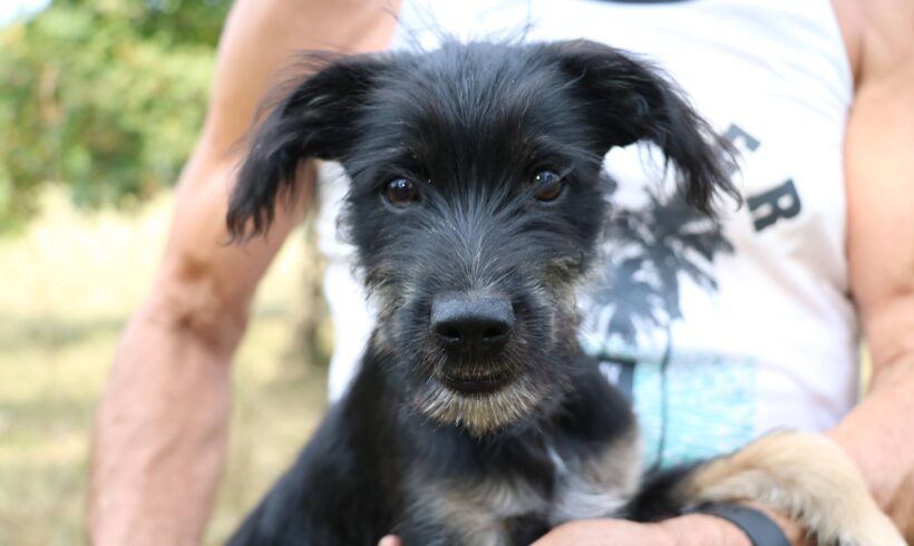 Nala 5 +++vermittelt an Nothilfe für Hunde (A)+++