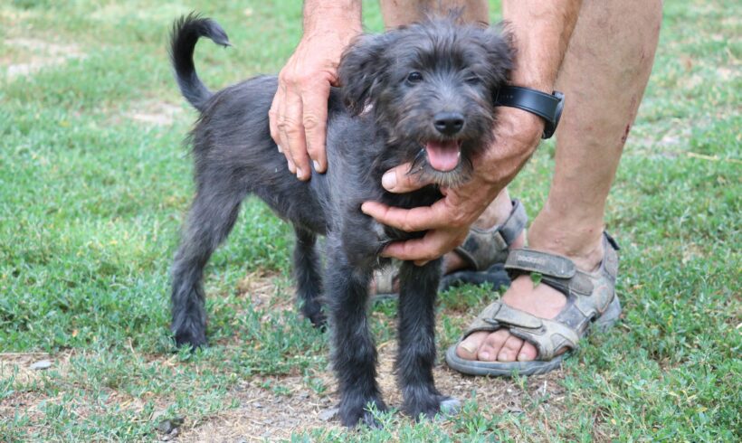 Nemo 2 +++vermittelt an Nothilfe für Hunde (A)+++