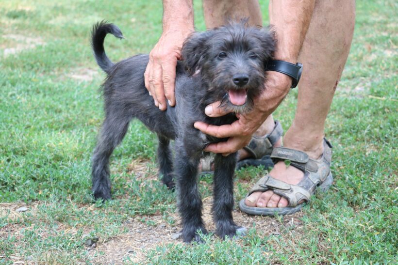 Nemo 2 +++vermittelt an Nothilfe für Hunde (A)+++