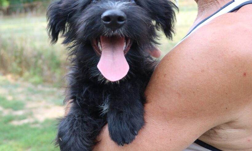 Navalo – vermittelt in Ungarn –