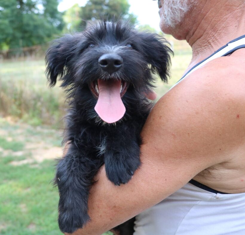 Navalo – vermittelt in Ungarn –