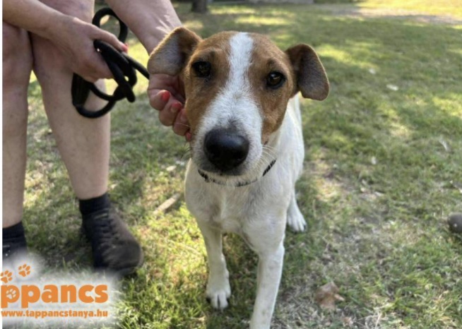 Dingo ♥ zieht am 17.01. auf Pflegestelle in 27729 Vollersode ♥ vermittelt ♥