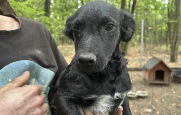 Csenge 5 ♥ vermittelt ♥