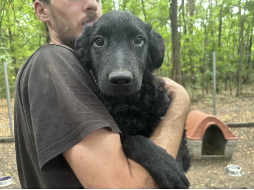 Csorba ♥ vermittelt an Nothilfe für Hunde in Österreich ♥