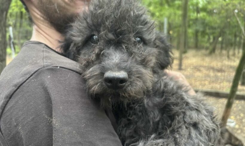 Csili 2 ♥ vermittelt an Nothilfe für Hunde in Österreich ♥