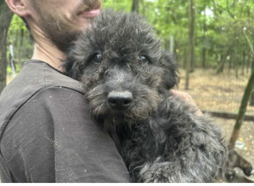 Csili 2 ♥ vermittelt an Nothilfe für Hunde in Österreich ♥