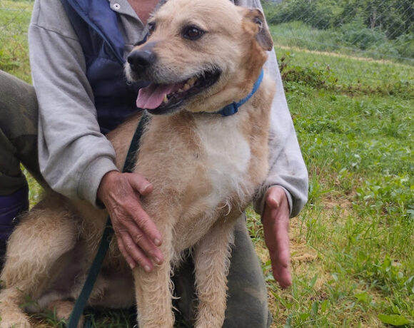 Jack 7  +++vermittelt an das Tierheim 35683 Dillenburg und sucht Transportpaten – RT: 6.9.25+++DANKE FRAU OBERSCHEIDT!!!