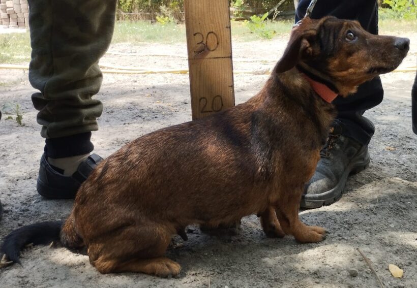 Kira 7 ♥ vermittelt ♥ Kira 7 ♥ vermittelt ♥