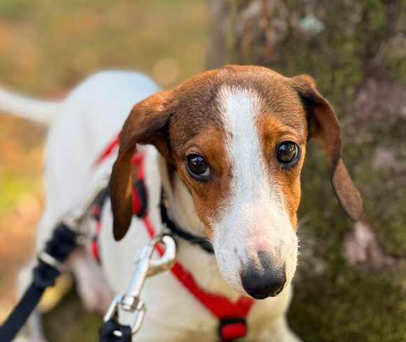 Kolos 4 ♥ mit seinem Bruder Kende auf PS in 34125 Kassel ♥vermittelt ♥