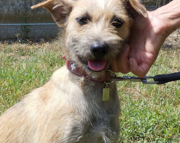 Leila 3  +++vermittelt an das Tierheim 35683 Dillenburg und sucht Transportpaten – RT: 6.9.25+++DANKE FRAU OBERSCHEIDT & S. Lehne!!!