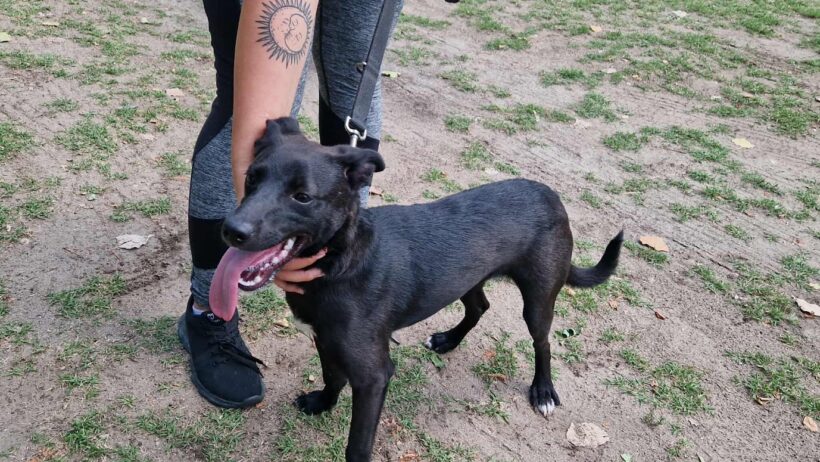 Manka 2 ♥ vermittelt an Nothilfe für Hunde in Österreich ♥