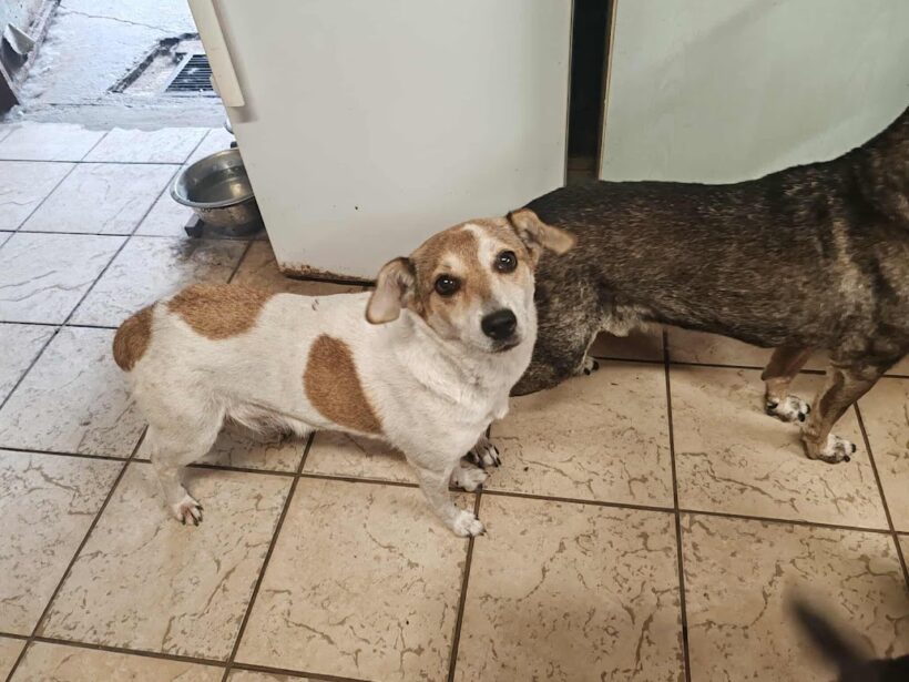 Rozi 5  – leider im Tierheim verstorben :-(((