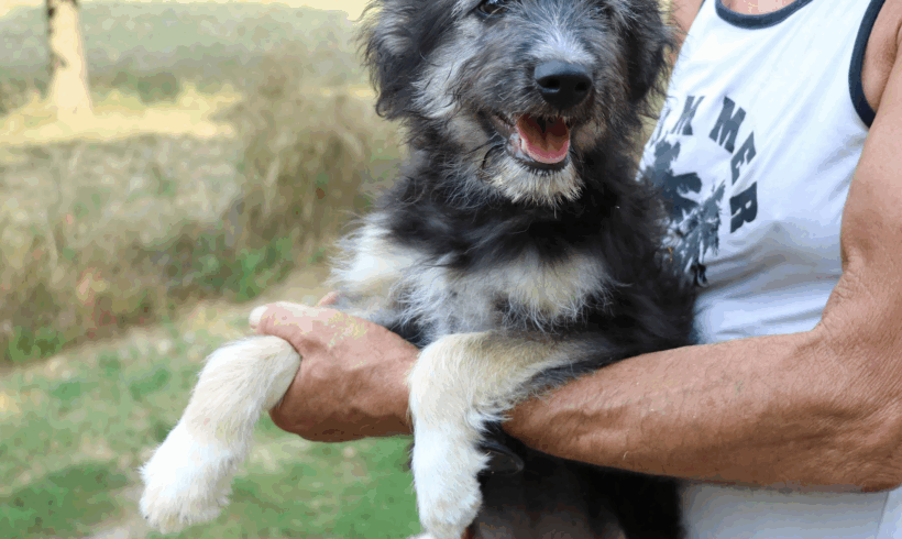 Nandu +++vermittelt an Nothilfe für Hunde (A)+++