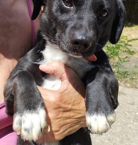 Tappancs 9 ♥ vermittelt ♥