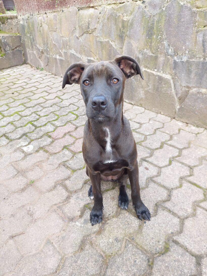 Delia – musste ihr Zuhause verlassen und ist jetzt auf Pflegestelle in 66773 Hülzweiler ♥ vermittelt ♥