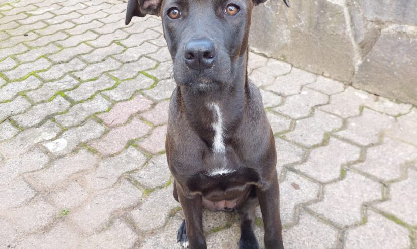 Delia – musste ihr Zuhause verlassen und ist jetzt auf Pflegestelle in 66773 Hülzweiler ♥ vermittelt ♥