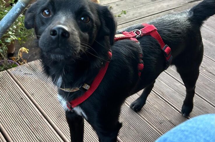 Floki 2 ♥ Auf Pflegestelle in 91056 Erlangen ♥ vermittelt ♥