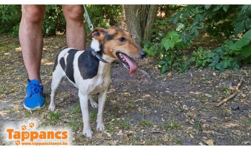 Bogyo 13 ♥vermittelt ♥