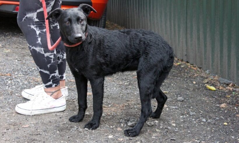 Saci 5 +++vermittelt in Ungarn+++