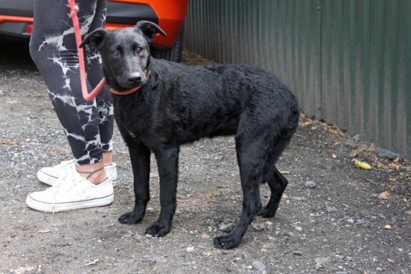 Saci 5 +++vermittelt in Ungarn+++