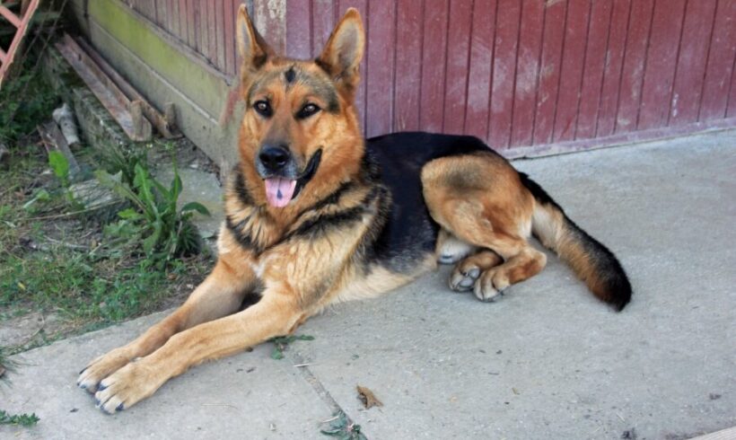 NERO 12 +++vermittelt an das Tierheim 35683 Dillenburg und sucht Transportpaten – RT: 6.9.25+++DANKE FRAU OBERSCHEIDT!!!