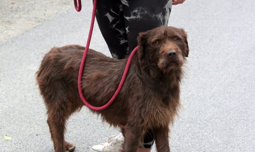 Csoki 9 +++vermittelt in Ungarn+++