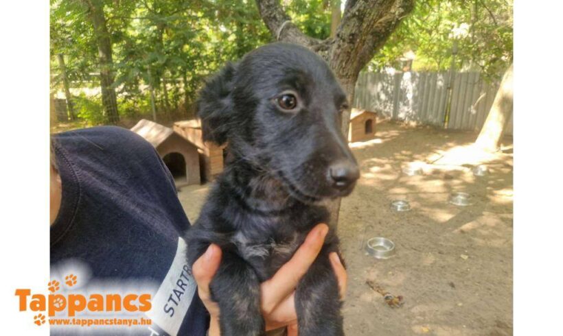 Dalia 3  ♥ vermittelt an Nothilfe für Hunde in Österreich ♥