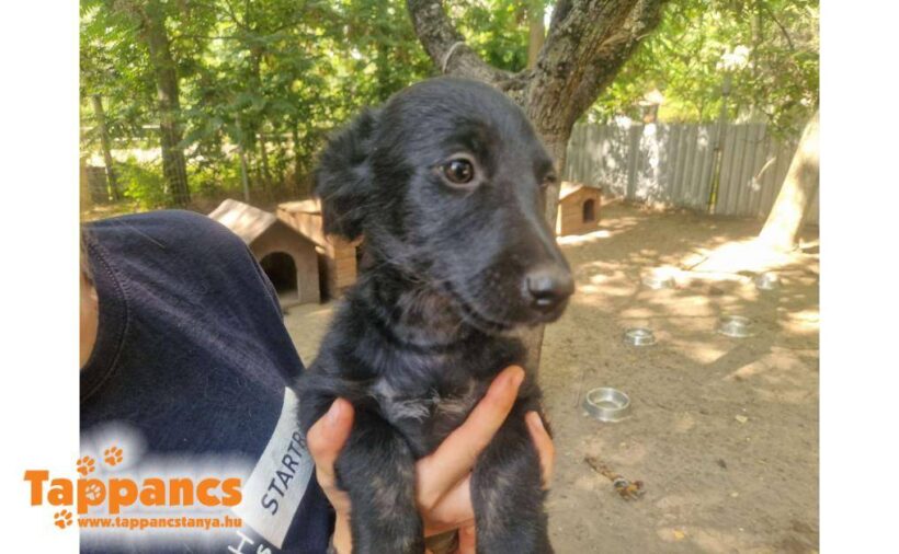 Dalia 3  ♥ vermittelt an Nothilfe für Hunde in Österreich ♥