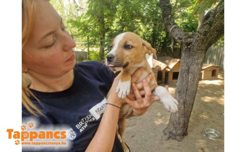 Darinka ♥ vermittelt an Nothilfe für Hunde in Österreich ♥