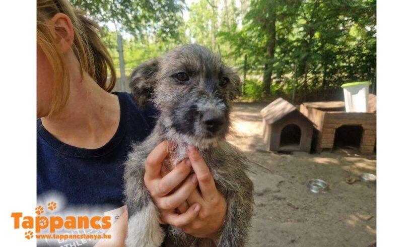 Darvas  ♥ vermittelt an Nothilfe für Hunde in Österreich ♥