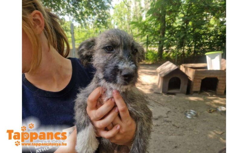 Darvas ♥ vermittelt an Nothilfe für Hunde in Österreich ♥ Darvas ♥ vermittelt an Nothilfe für Hunde in Österreich ♥