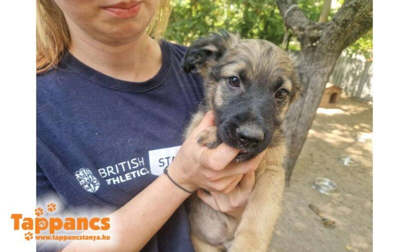 Deli  ♥ vermittelt an Nothilfe für Hunde in Österreich ♥