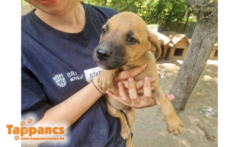 Derek 2 ♥ vermittelt an Nothilfe für Hunde in Österreich ♥